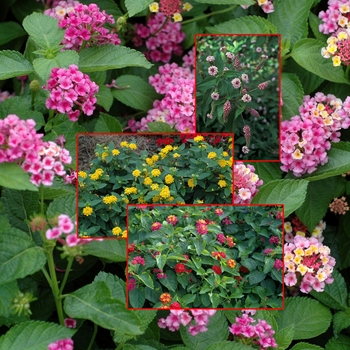 Lantana