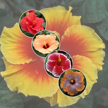 Hibiscus - 'Multiple Varieties' Hibiscus