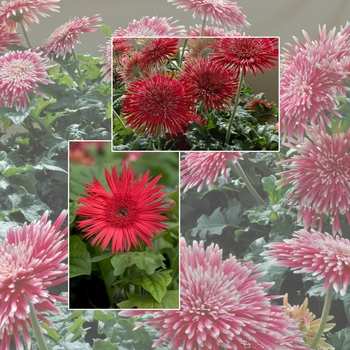 Gerbera jamesonii - Assorted Gerbera Daisy