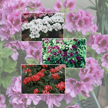 Geranium - 'Multiple Varieties' Geranium