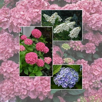 Hydrangea - 'Multiple Varieties' Hydrangea