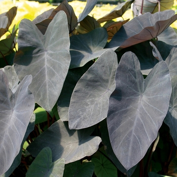 'Black Magic' Elephant Ear