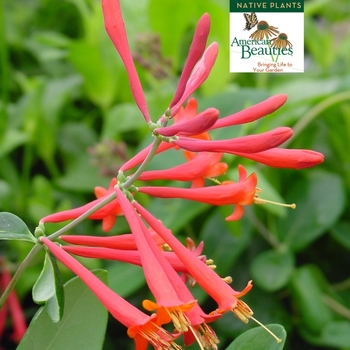 Lonicera sempervirens - Trumpet Honeysuckle