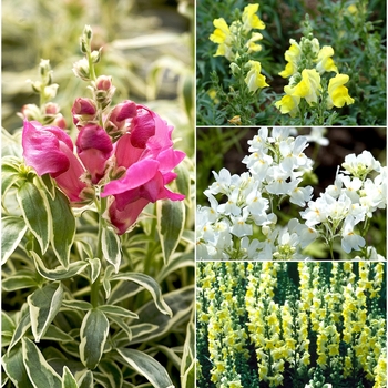 Antirrhinum - 'Multiple Varieties' Snapdragon