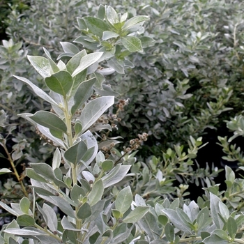 Conocarpus erectus - Silver Buttonwood