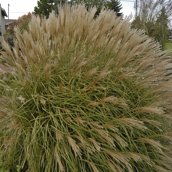 Miscanthus sinensis - Adagio Grass