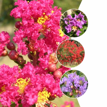 Lagerstroemia - Assorted Crape Myrtle