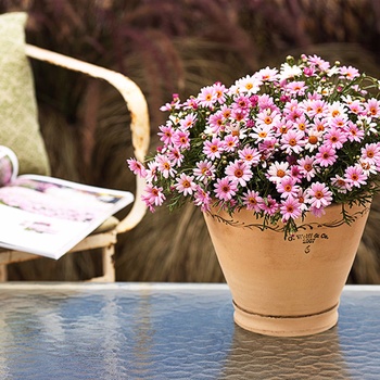 Argyranthemum - 'Multiple Varieties' Marguerite Daisy, Assorted