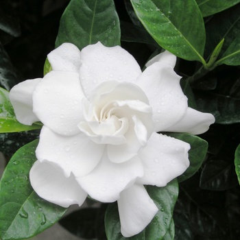 Gardenia jasminoides - Veitchii Gardenia