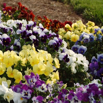 Viola - 'Multiple Varieties' Pansy