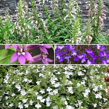 Lobelia - 'Multiple Varieties'