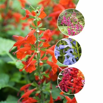 Salvia - 'Multiple Varieties' Salvia