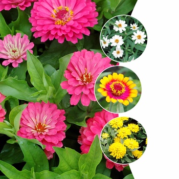 Zinnia - Assorted Zinnia