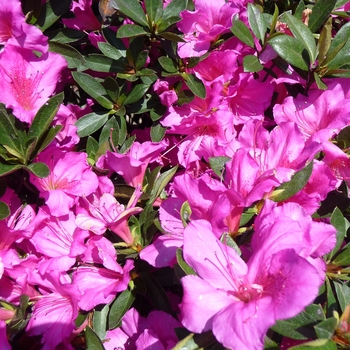 Rhododendron Indica - 'Formosa' Azalea