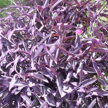 Setcreasea pallida - Wandering Jew