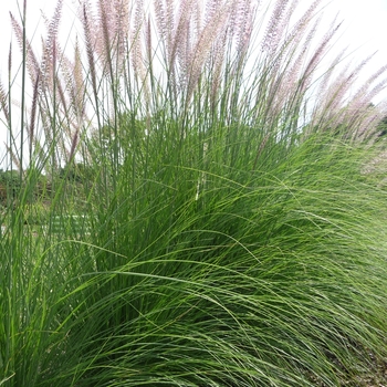 Pennisetum setaceum - Red Fountain Grass