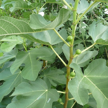 Ficus carica - 'Kadota' Fig