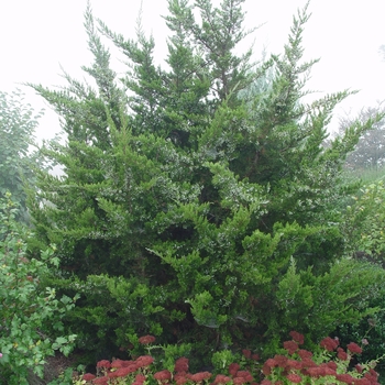 Juniperus virginiana - Red Cedar