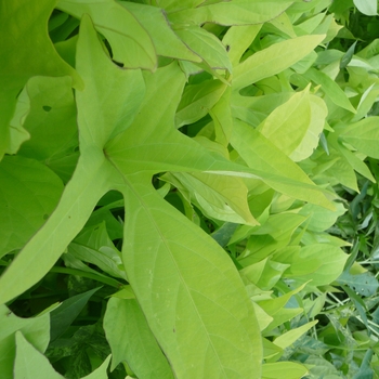 Ipomoea batatas (Ornamental Sweet Potato) - Sweet Potato Vine-Margarite 