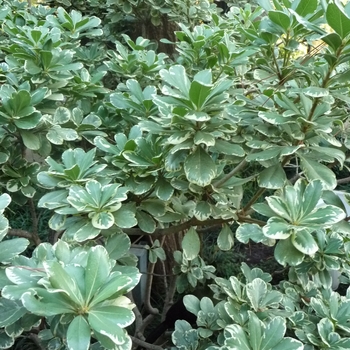 Pittosporum tobira - Variegata Pittosporum