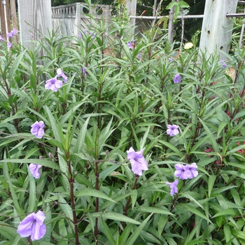 Ruellia brittoniana - Mexican Petunia