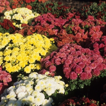 Chrysanthemum x morifolium - Assorted Garden Mum