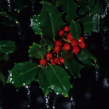 Ilex opaca - Ilex