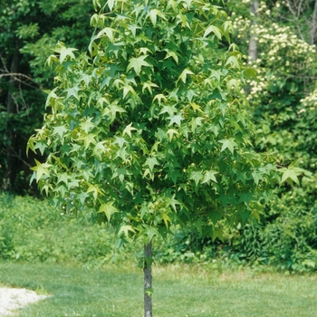 Liquidambar styraciflua - Sweet Gum