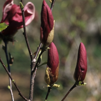 Magnolia liliiflora - Japanese Magnolia