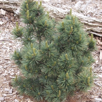 Pinus - Densa Pine