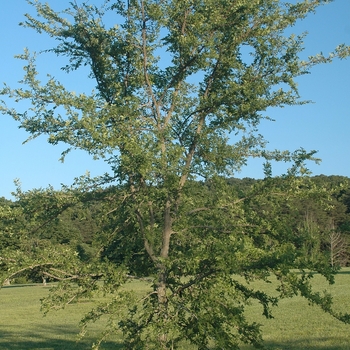 Ulmus alata - Winged Elm