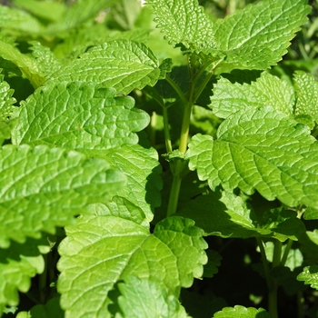 Melissa officinalis - Lemon balm