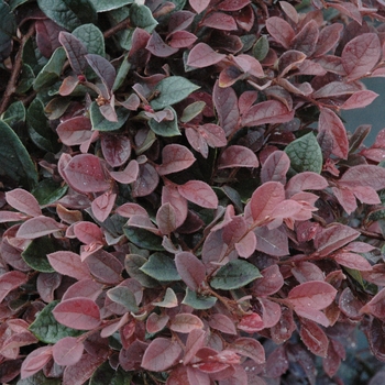 Loropetalum Plum