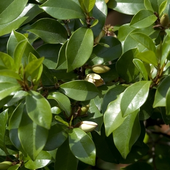 Magnolia figo - Banana Shrub