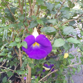 Thunbergia erecta - King's Mantle