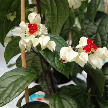 Clerodendrum thomsoniae - Bleeding Heart Vine