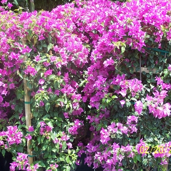 Nyctaginaceae - Bougainvillea