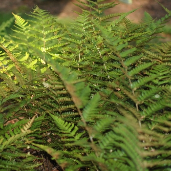 Dryopteris erythrosora - Autumn Fern