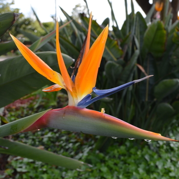 Bird of Paradise