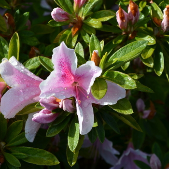 Rhododendron Indica x - 'George Taber' Azalea