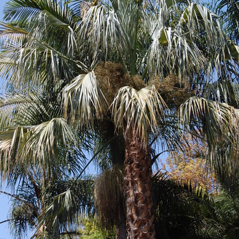 Sabal uresana - Sabal Palm