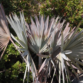 Bismarckia nobilis - Bismarck Palm