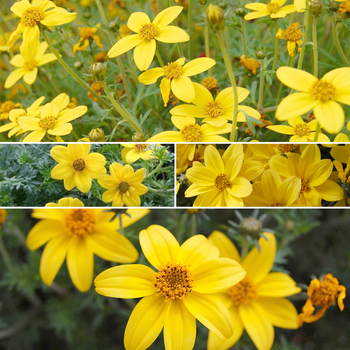 Bidens - 'Multiple Varieties' Bidens