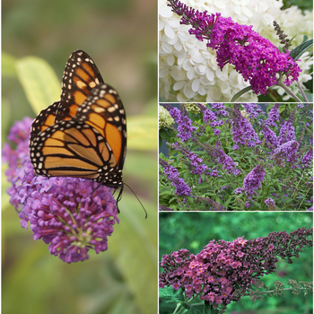 Buddleia - Assorted Butterfly Bush