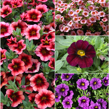 Calibrachoa - 'Multiple Varieties' 