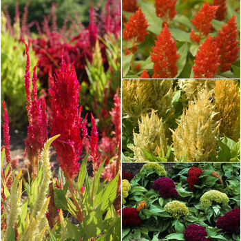 Celosia - 'Multiple Varieties' Celosia 