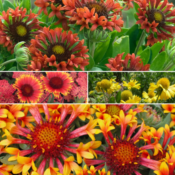 Gaillardia - 'Multiple Varieties' Blanket Flower