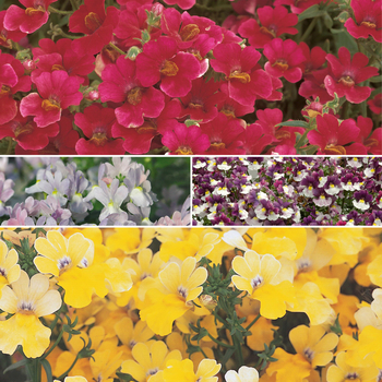 Nemesia - Multiple Varieties