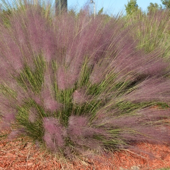 Muhlenbergia capillaris - Muhly Grass