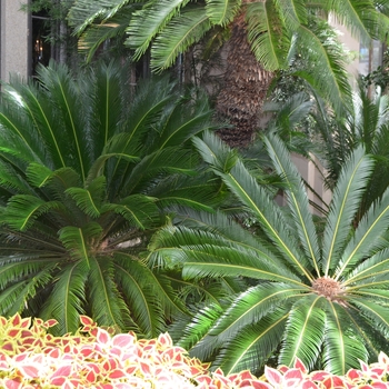 Cycas revoluta - Sago Palm